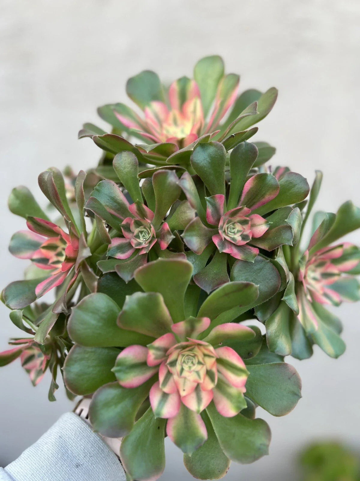 Aeonium Cutting - Perfume Concubine - Succulent Plant - Easy Care Houseplant - Ideal for Indoor Gardens