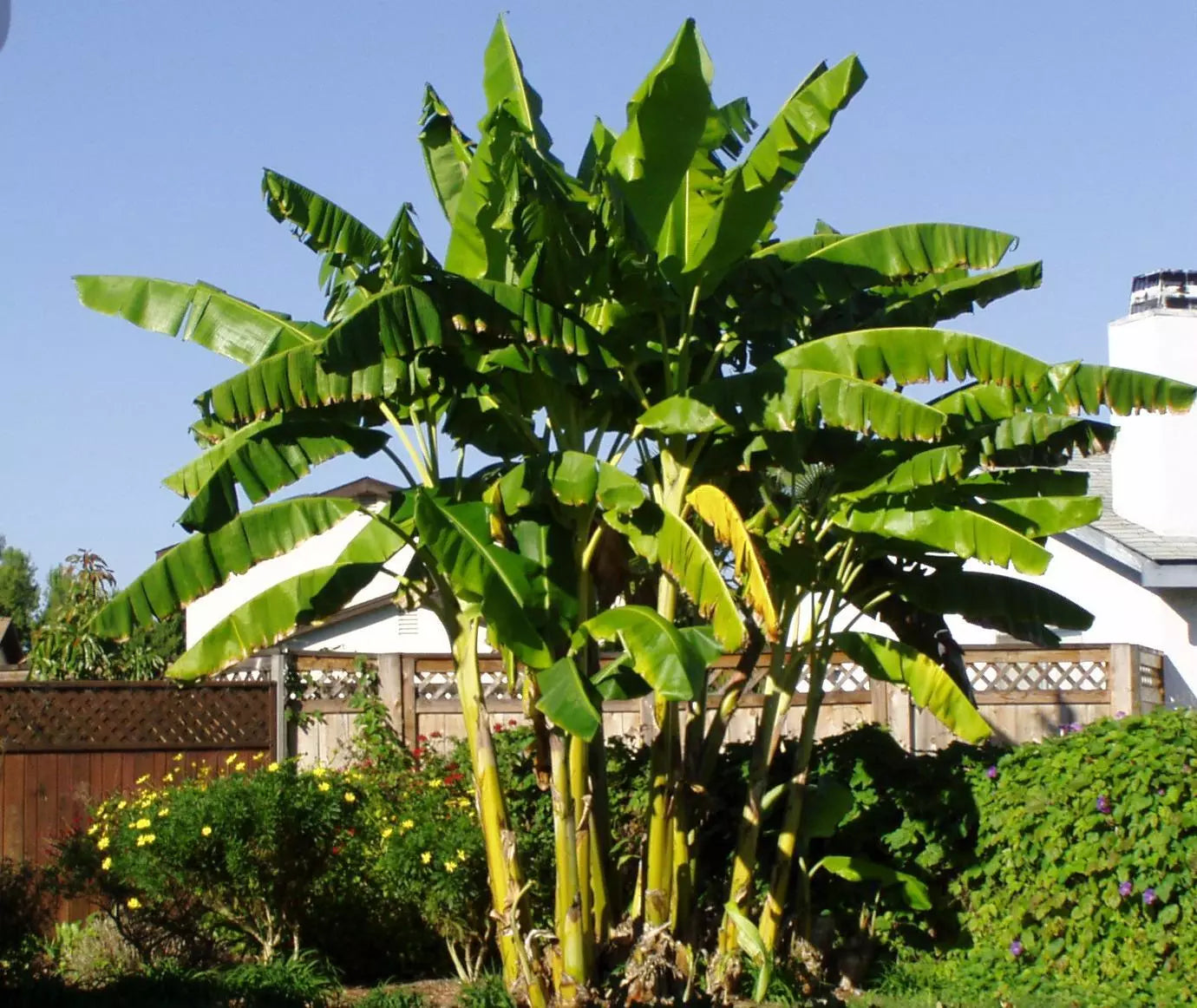 Cold Hardy Banana Tree Starter Plant - Small Rooted Musa basjoo - Live Plant for Garden or Indoor Use