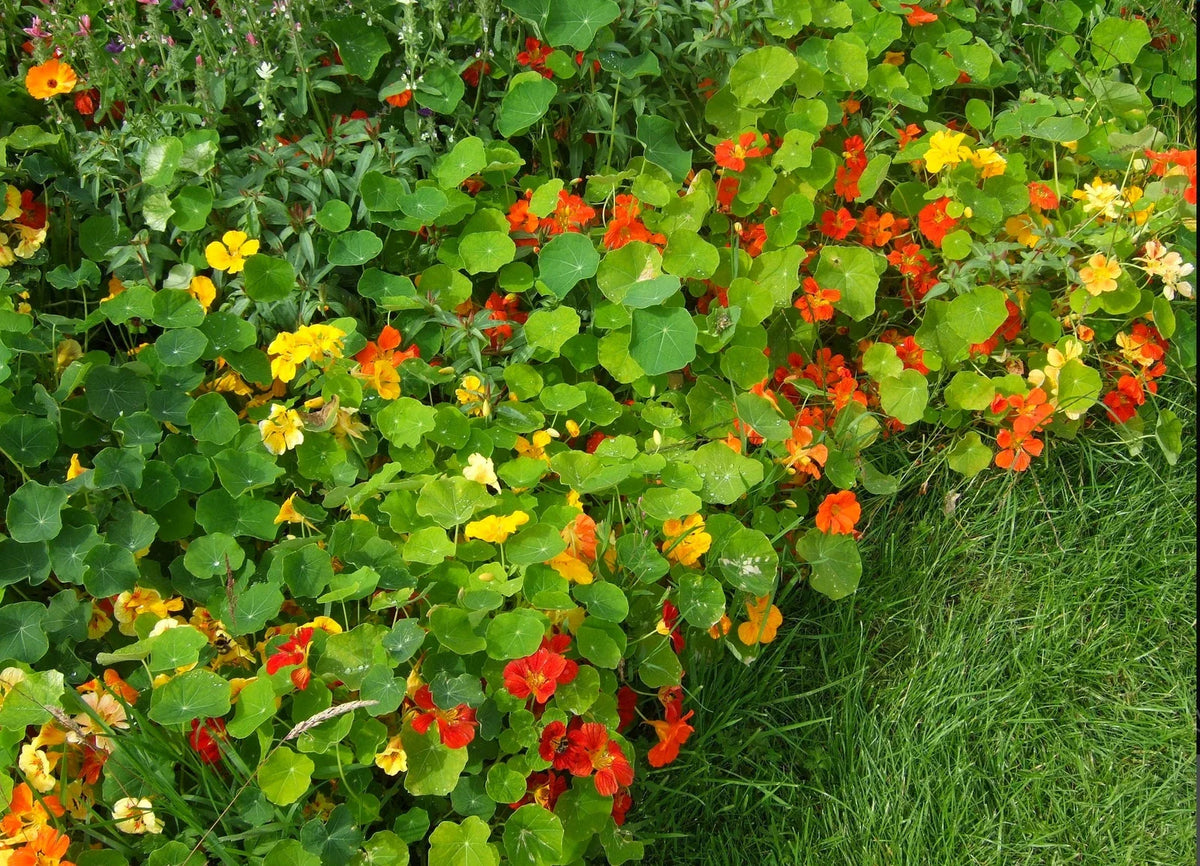 Nasturtium Seeds - Jewel Mix Edible Flowers - 20 Seeds - Tropaeolum majus - Compact, Pollinator-Friendly, Drought Tolerant
