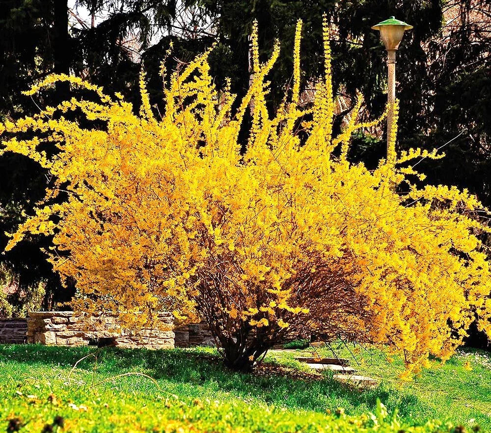 Golden Forsythia Cuttings - 10+5 Hardy Ornamental Bush for Privacy Hedge - Forsythia x intermedia