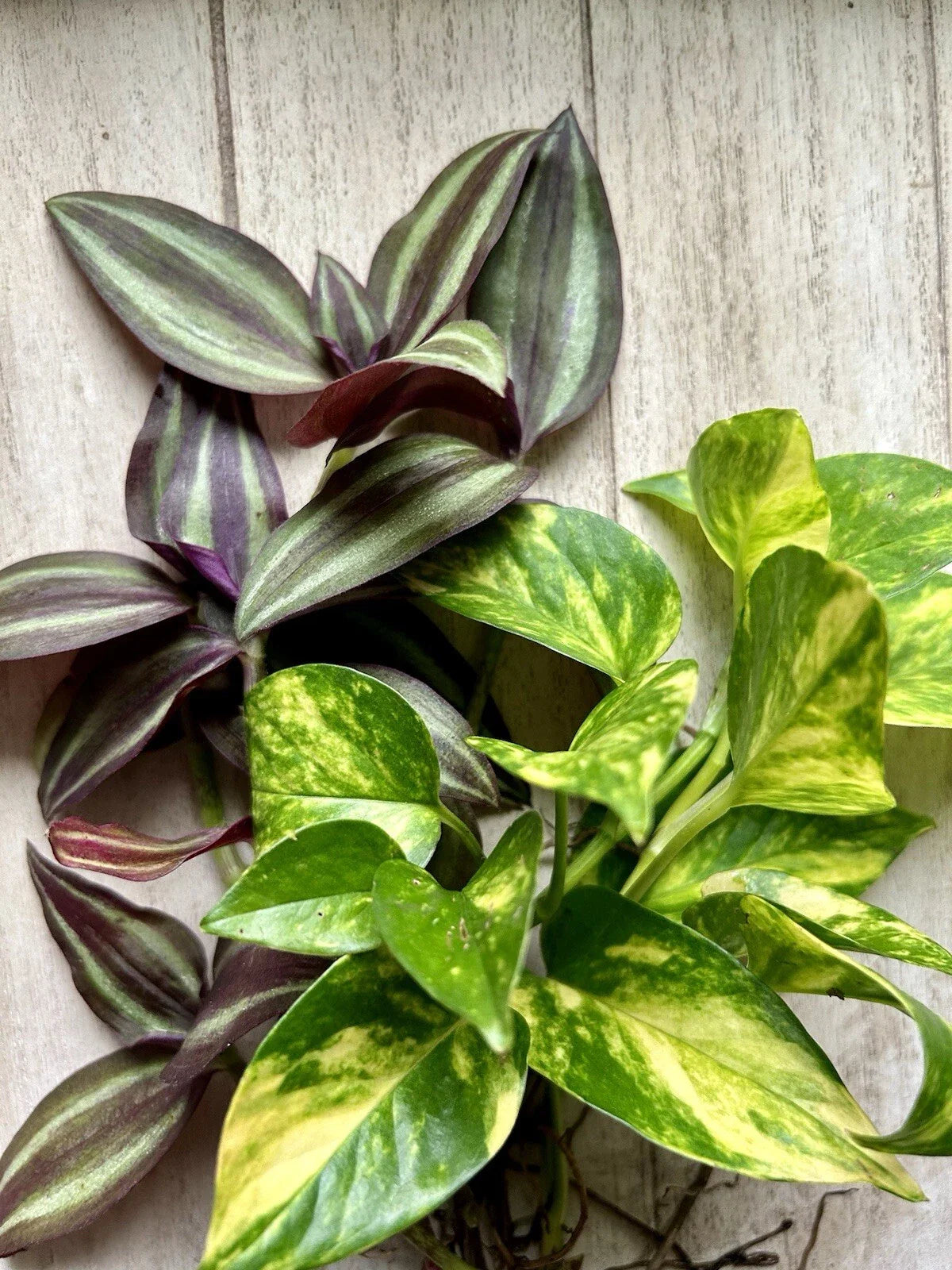 20 Rooted Plant Cuttings - Pothos & Wandering Jew - Easy Care Indoor Plants - Epipremnum aureum & Tradescantia zebrina