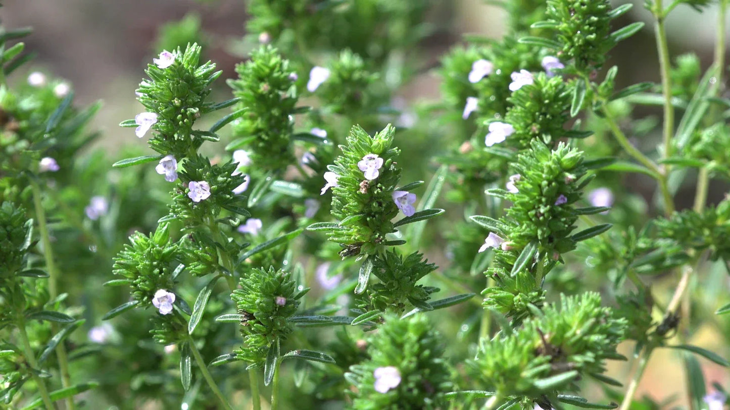 Common Thyme Seeds, NON-GMO, Thymus vulgaris, Variety Sizes, Herb Garden Essentials, Free Shipping