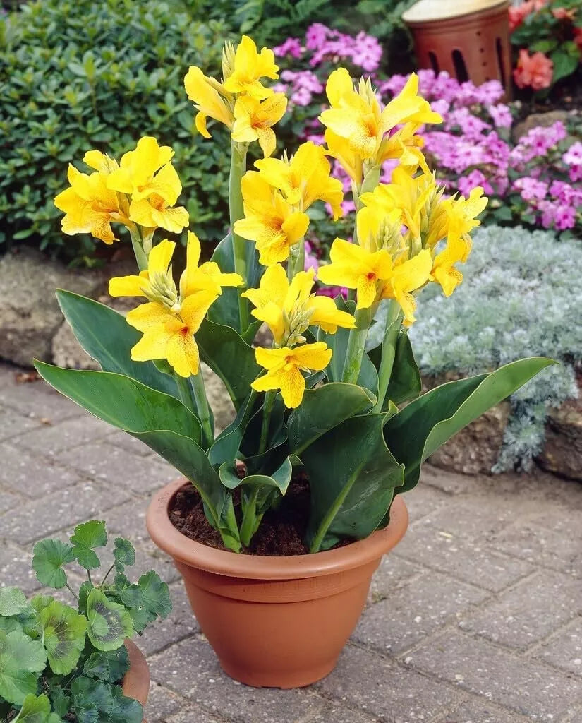 Large Canna Lily - 5 Bulbs - Yellow - Canna indica - Tropical Flowering Plants for Gardens