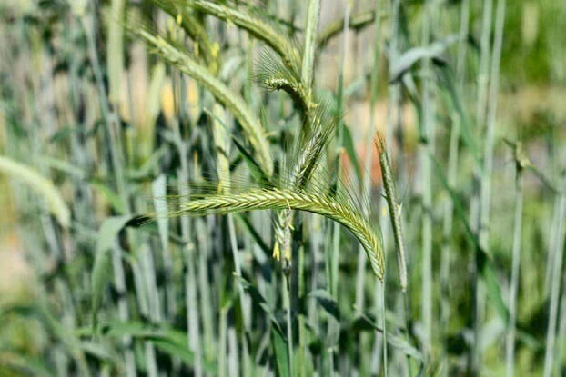 Cat Grass Seeds - 300+ Organic Heirloom Cereal Rye Seeds - Non-GMO for Healthy Cats - Perfect Indoor Plant Option