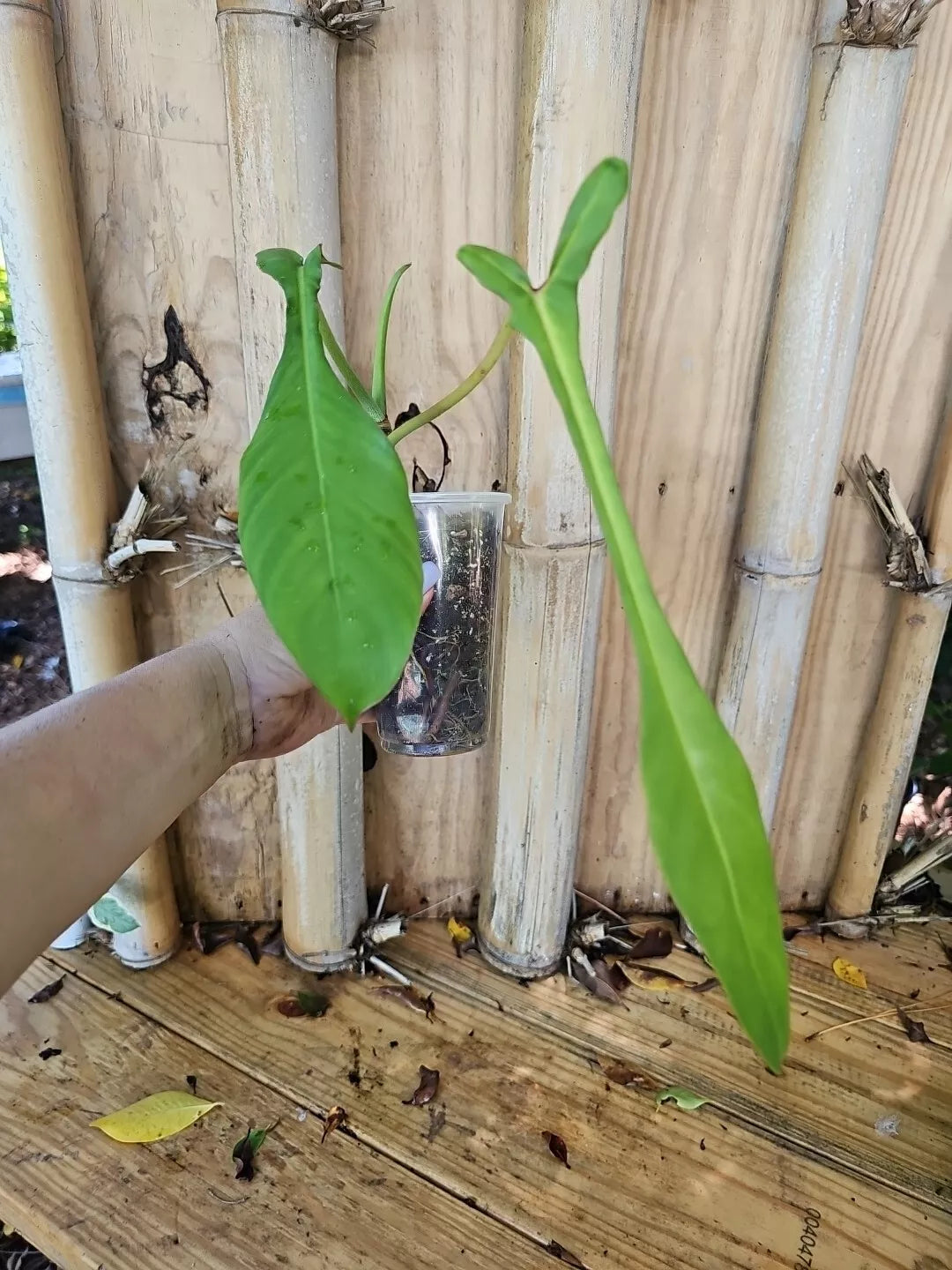 Rare XL Philodendron Joepii Tall Aroid Plant in 3.5" Pot with Larger Trunk - Matured Indoor Houseplant