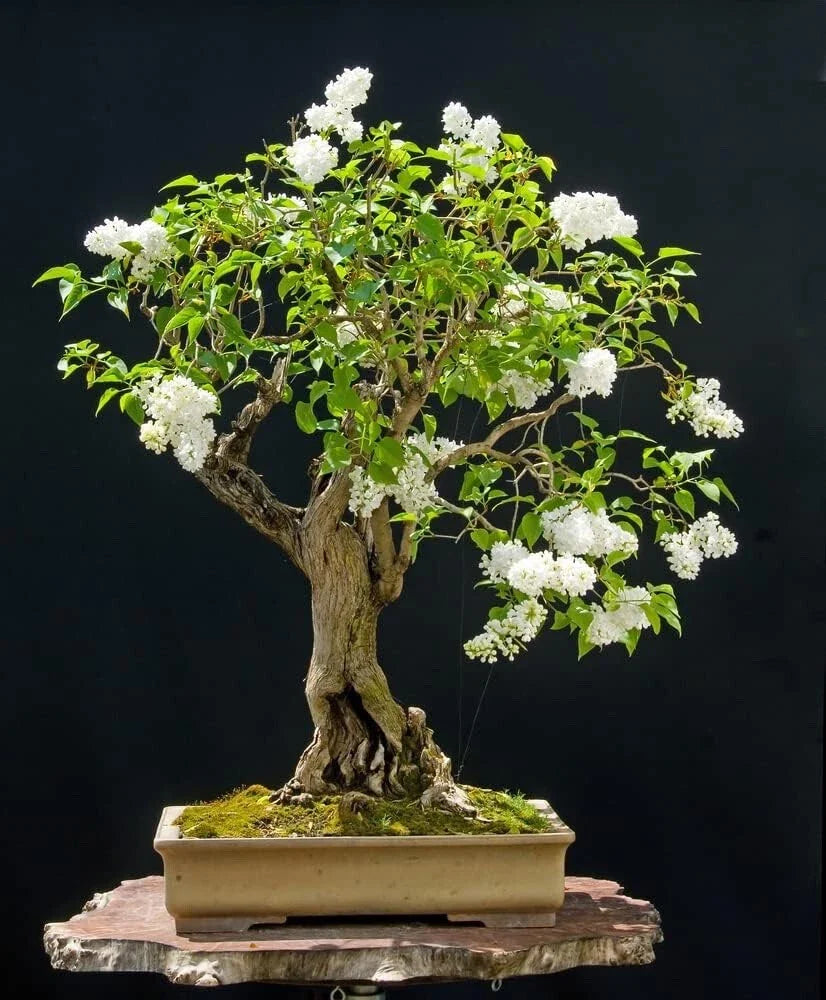 Japanese White Lilac Bonsai Seeds - 30 Seeds - Syringa reticulata - Ideal for Planting and Growing Indoor or Outdoor