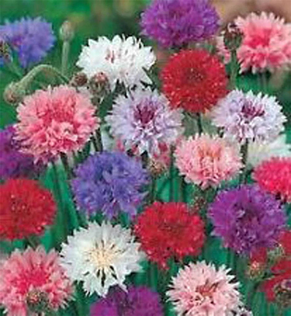 Bachelor Button Seeds, Tall Mix, 1000 Seeds, Beautiful Bright Blooms, Centaurea cyanus