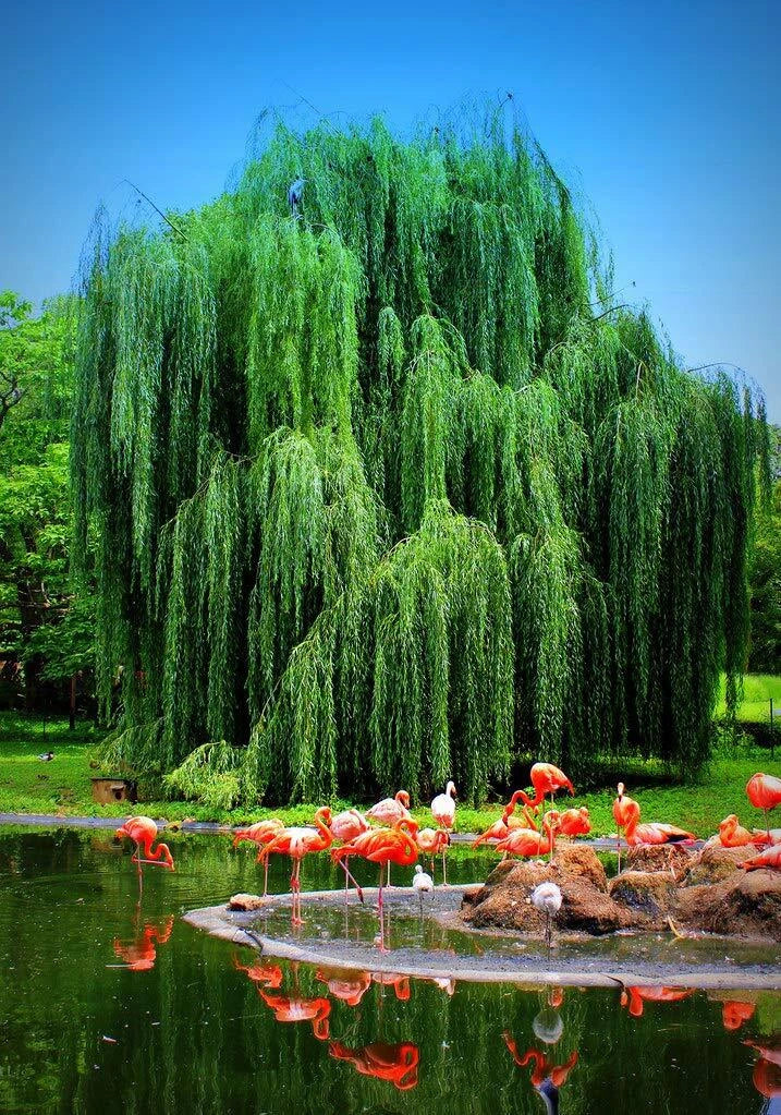 Weeping Willow Tree Cutting - Live Plant - Memorial Gift - Salix babylonica - Beautiful Arch