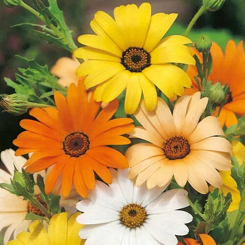 African Daisy Seeds - Heirloom Non-GMO Flower Seeds - Osteospermum - Free Shipping