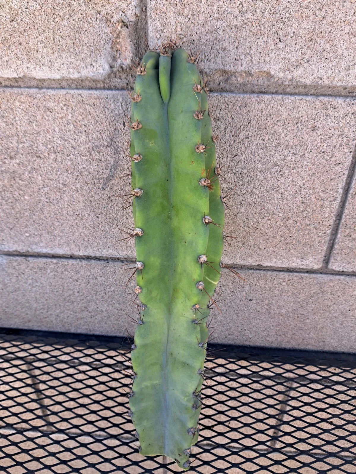 Cereus Forbesii Giant Cactus Cutting - H15 - Indoor Plant, Succulent Decor, Unique Greenhouse Variety