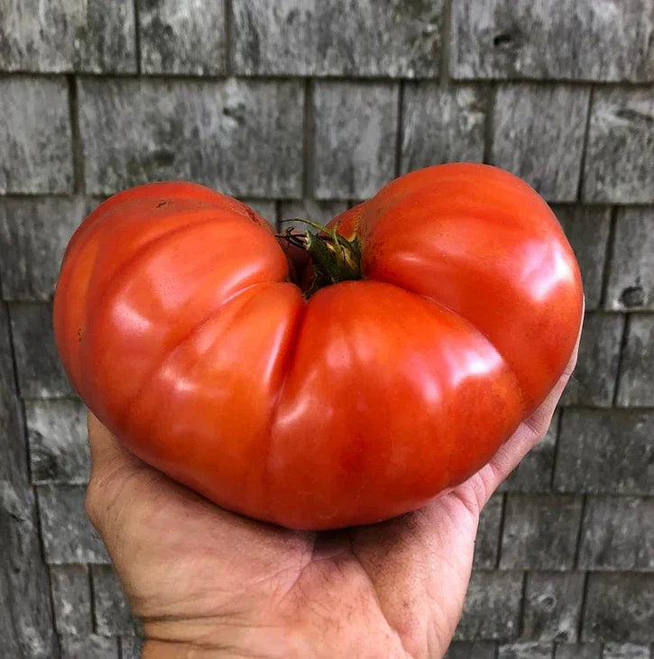 Giant Beefsteak Tomato Seeds - 120+ Heirloom Organic Non-GMO - Fresh, Delicious, Garden Seeds for Planting - Solanum lycopersicum
