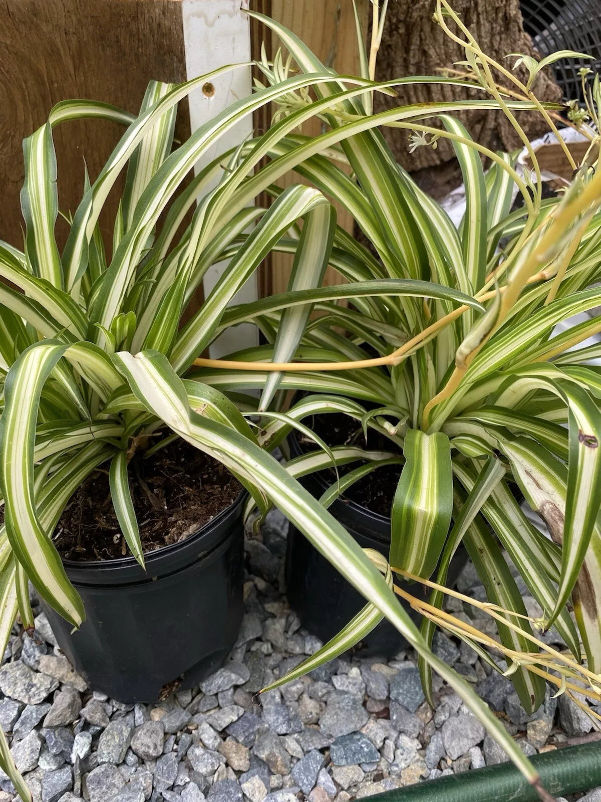 Variegated Spider Plant - 6 Inch Pot - Chlorophytum comosum - Mature Plants with Offsets - Ships Without Pot from PA