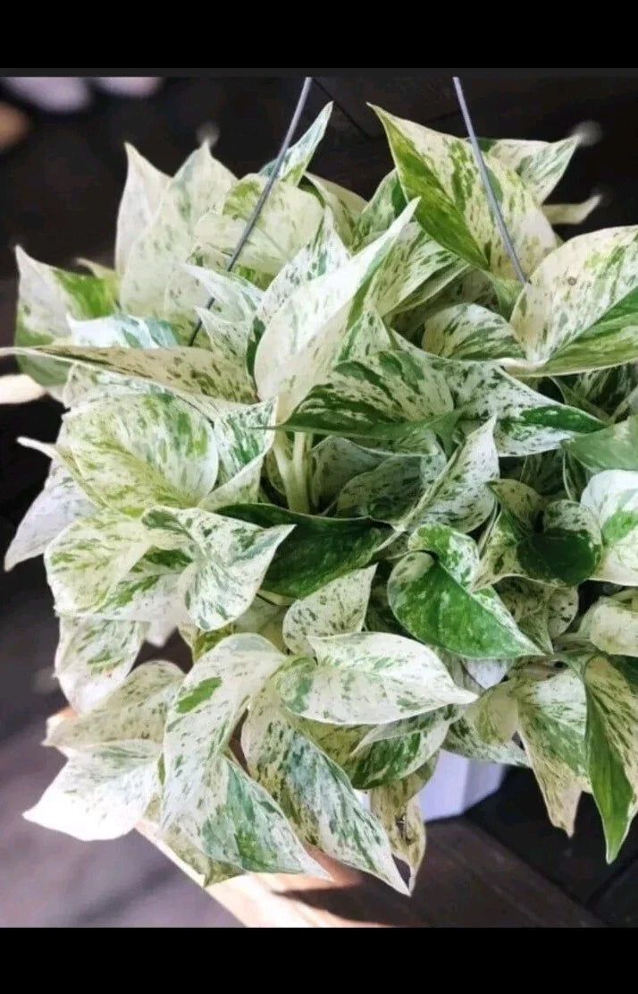 Marble Pothos Cuttings - 4 Pack - Epipremnum aureum - Unique Variations Included