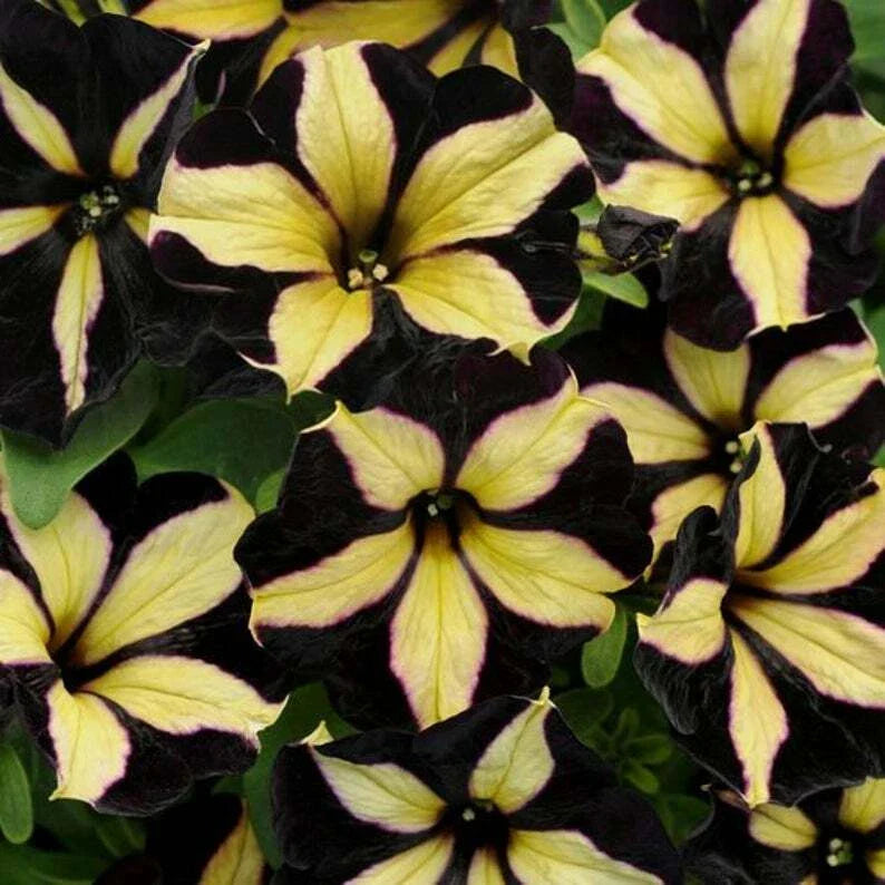 50 Black Yellow Petunia Seeds for Containers, Hanging Baskets, Window - Petunia x hybrida, USA Seller