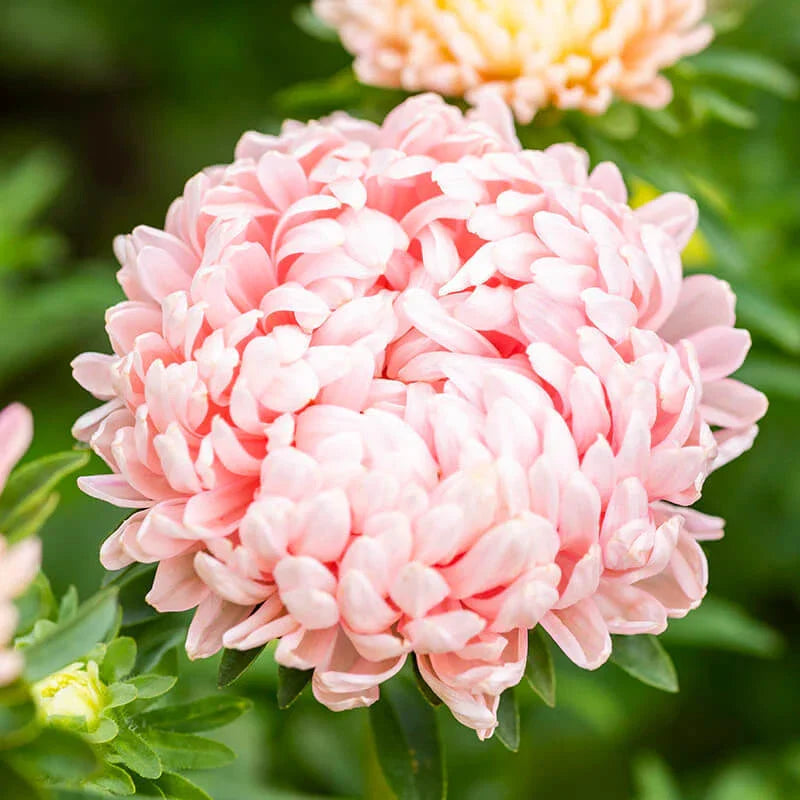 Peony Seeds, Duchess Apricot Variety, 50-1,000 Seeds, Paeony, Free Shipping