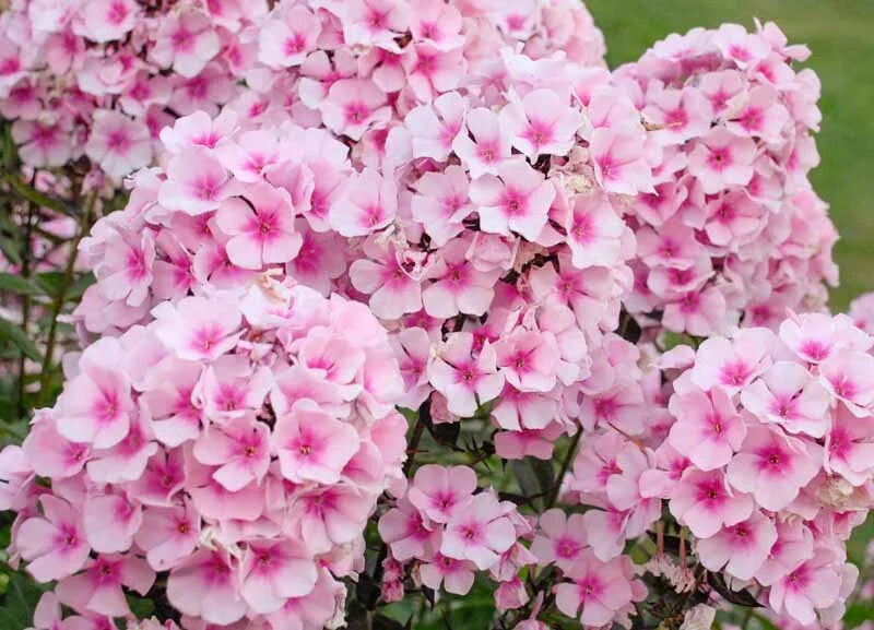 Phlox Seeds - 100+ Bright Eyes Variety for Garden Planting - Phlox paniculata - USA