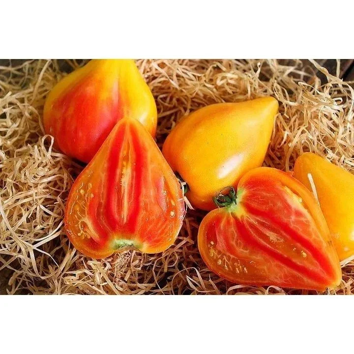 Orange Oxheart Tomato Seeds - 30+ Heirloom Organic NON-GMO - Rare Variety for Garden Planting