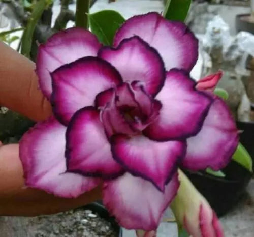 Desert Rose Seeds - 4 Double White Purple Adenium Obesum Perennial Flower Seeds for Planting