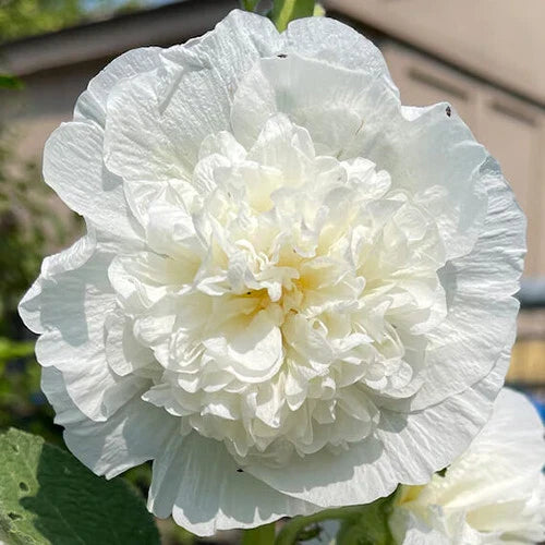 Hollyhock Seeds | 5" Double White Flowers | Heirloom Variety | Alcea rosea 'Chaters Double White'