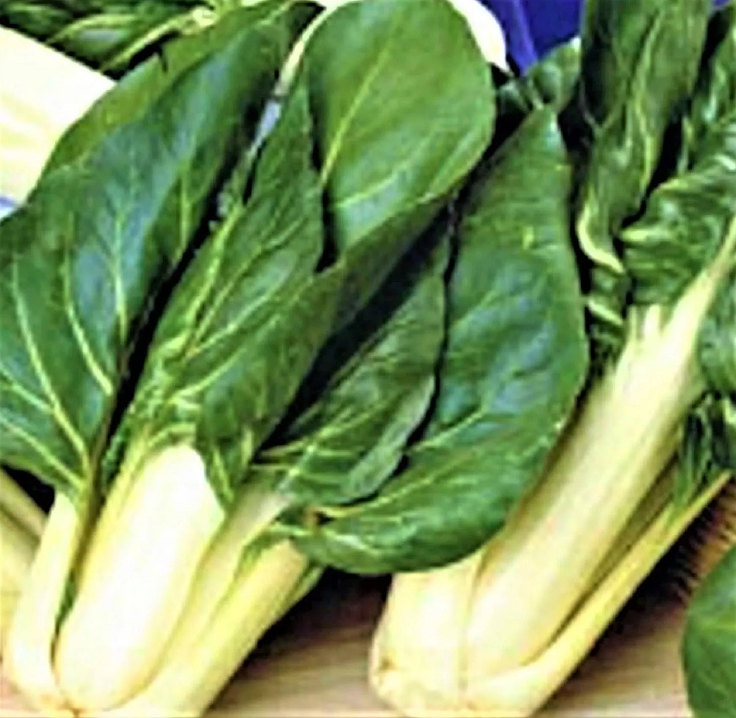 Swiss Chard Seeds 100+ Non-GMO Barese Variety for Home Gardening - Beta vulgaris subsp. cicla