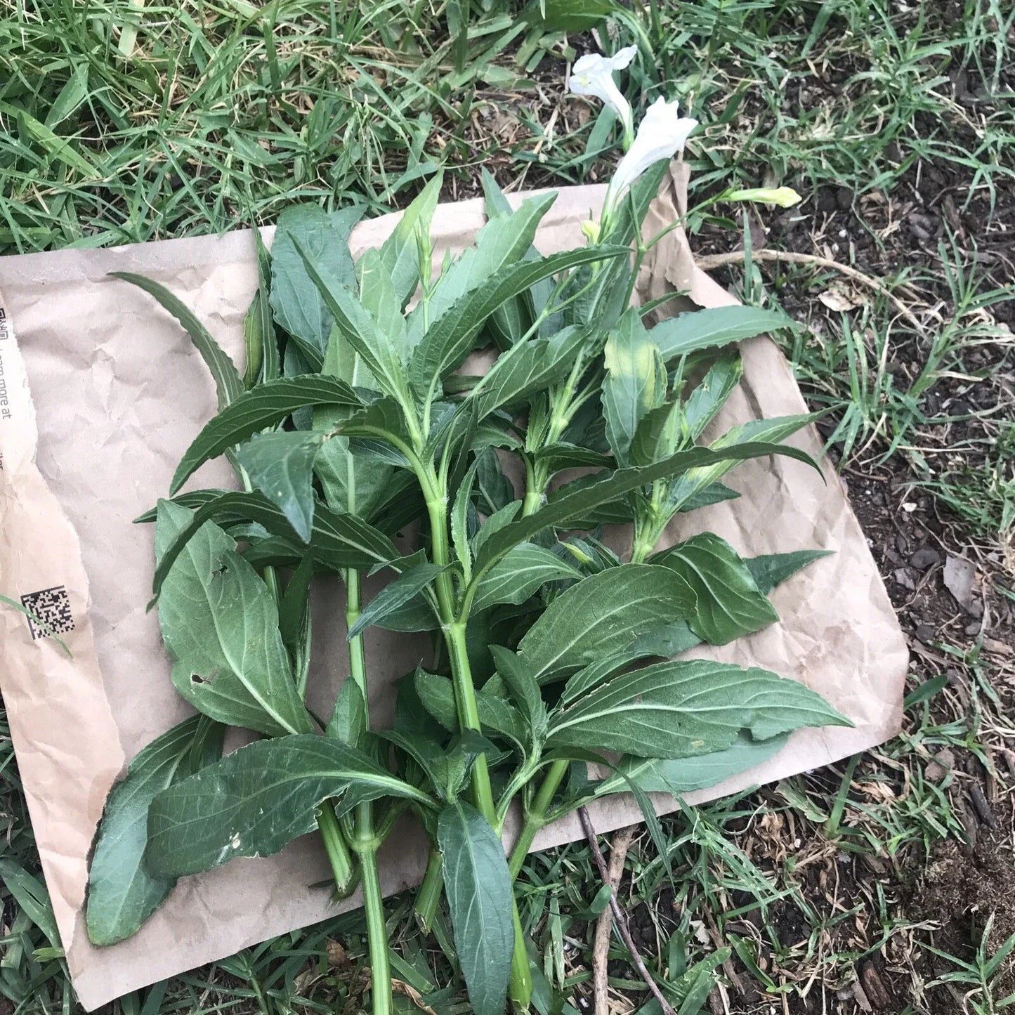 White Mexican Petunia Cuttings - 4 Live 6" to 8" Ruellia Tuberosa - Rare Unrooted Plant Cuttings