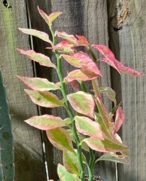 Devil's Backbone Plant Cuttings - 2 Fresh Cuttings with Extras - Euphorbia Tithymaloides