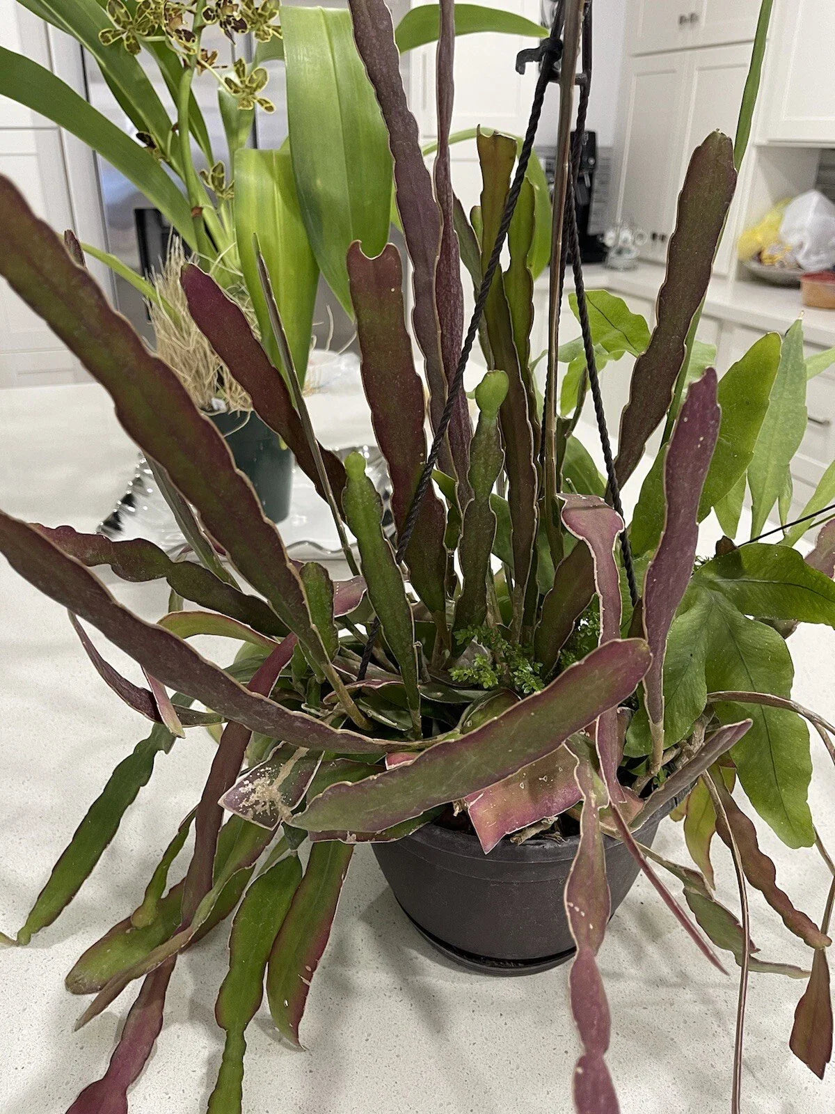 Epiphyllum Cuttings Set of 4 Hookeri + 1 Blooming Night, 6-8" Long, Fragrant Succulents for Indoor Gardening