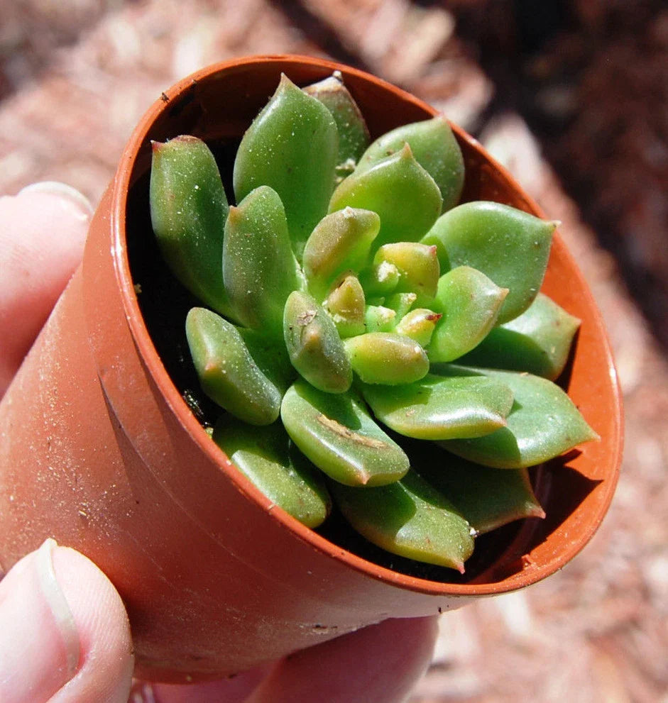 Echeveria Succulent Plant 4" Green Sleepy Rosette Crassulaceae Rooted Houseplant