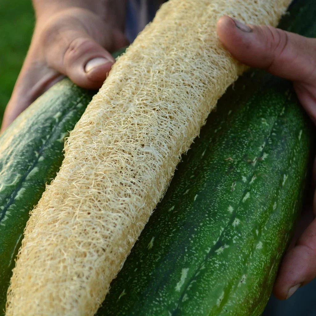 Luffa Gourd Seeds - 24 Pack - Loofah Sponge Gourd - Dishcloth Gourd - Luffa cylindrica - Rare Variety