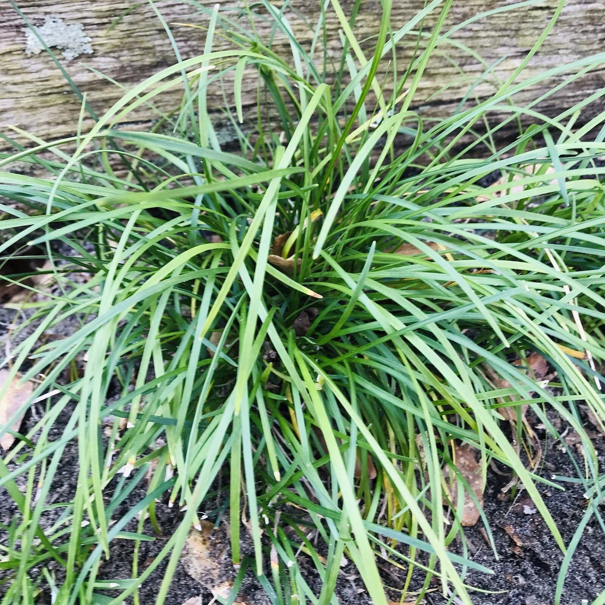 Mondo Grass Plugs 50 Count Evergreen Ground Cover Pips Ophiopogon japonicus Bare Root