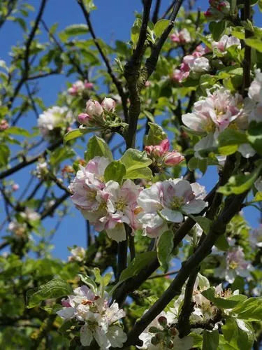 European Crab Apple Tree Seeds - 20 Seeds, Malus Sylvestris, French Crabapple, Hardy Fruit Tree for Gardens