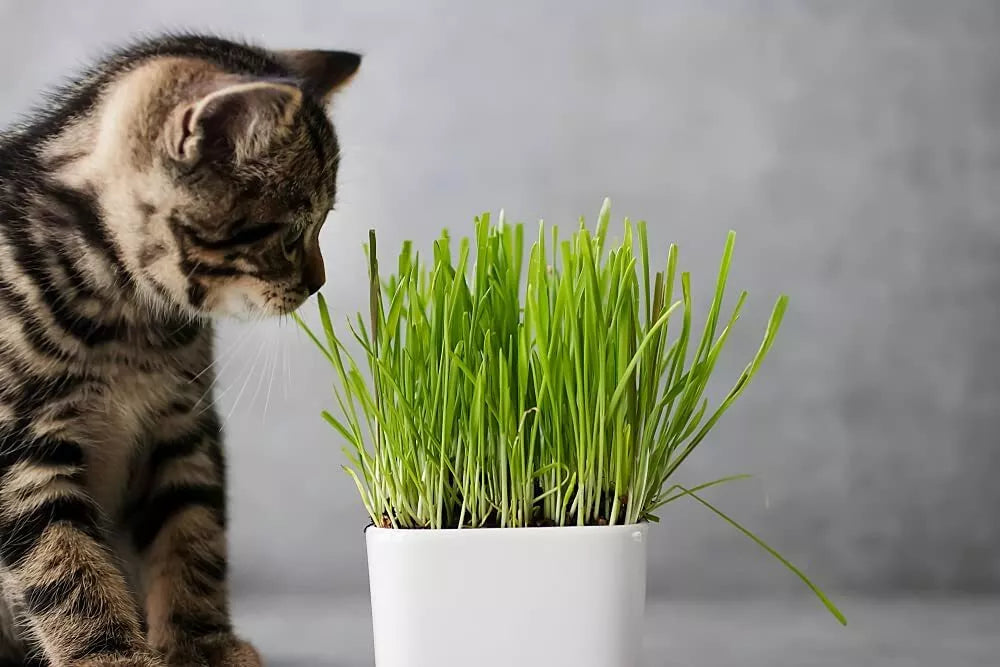 Cat Grass Seeds 5 Pounds - Nutritious Pet Treat for Planting - Dactylis glomerata