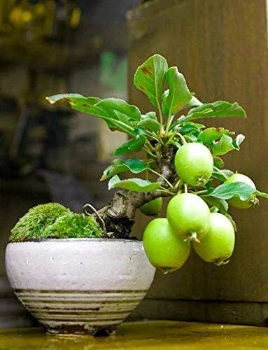 Guava Fruit Bonsai Tree Seeds - 20 Pack - Tropical Exotic Variety - Psidium guajava