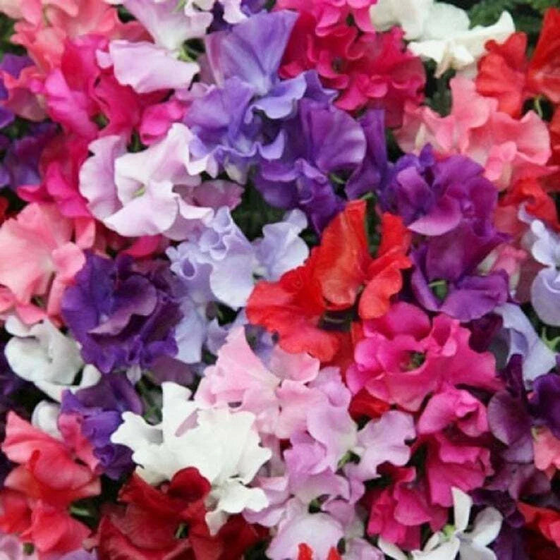 Mammoth Mix Sweet Pea Seeds - 25 Pack - Annual Flower Seeds for Bees & Butterflies - Lathyrus odoratus