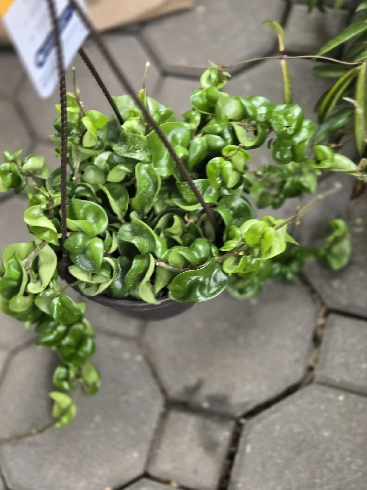 Hoya Hindu Rope Plant Cutting - Wax Plant, Hoya carnosa var. compacta, Indoor Houseplant, Succulent Greenery