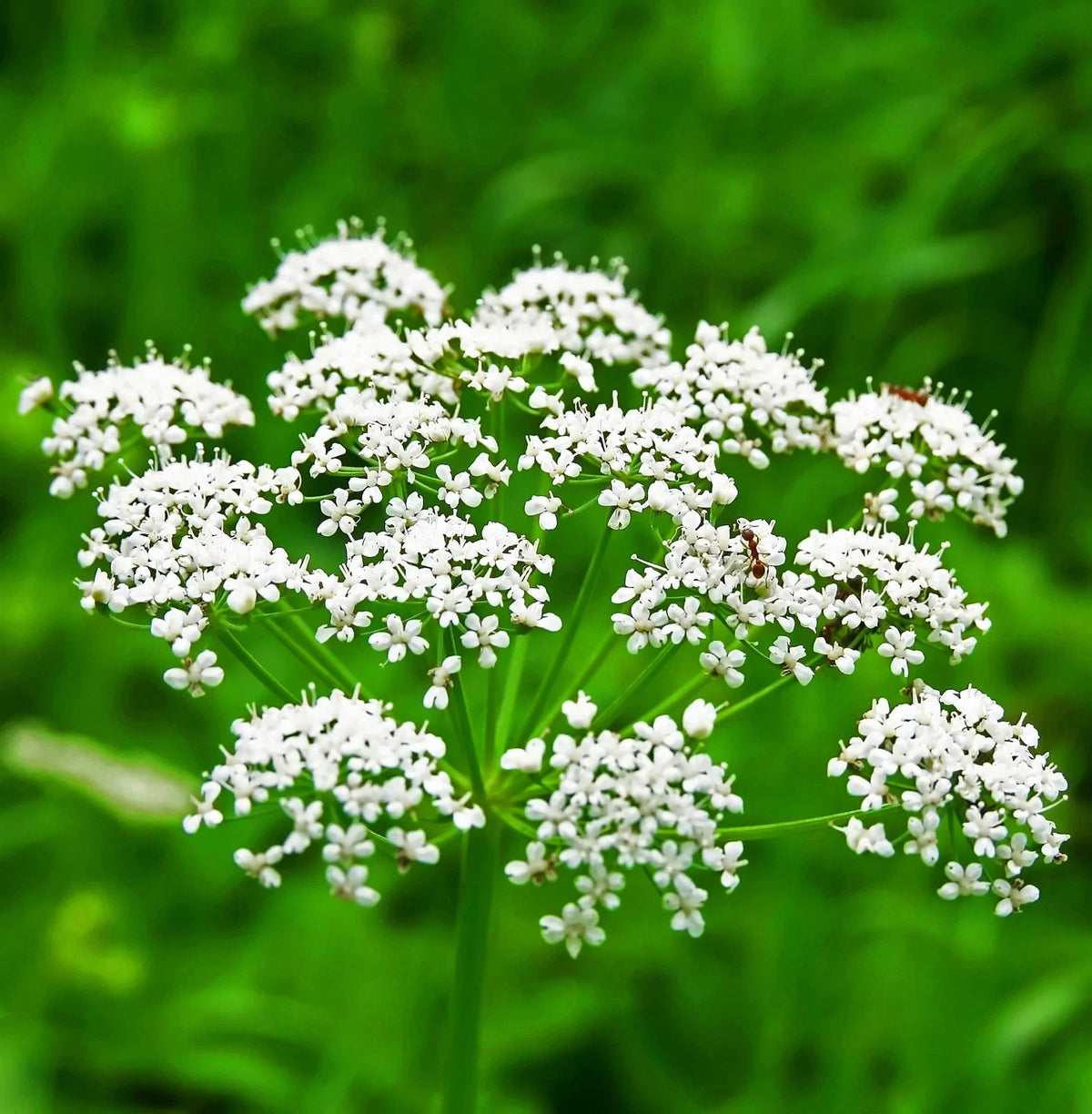 Non-GMO Anise Seeds for Culinary Use, Farm-to-Table Herb Seeds, Tracking Included, Pimpinella anisum