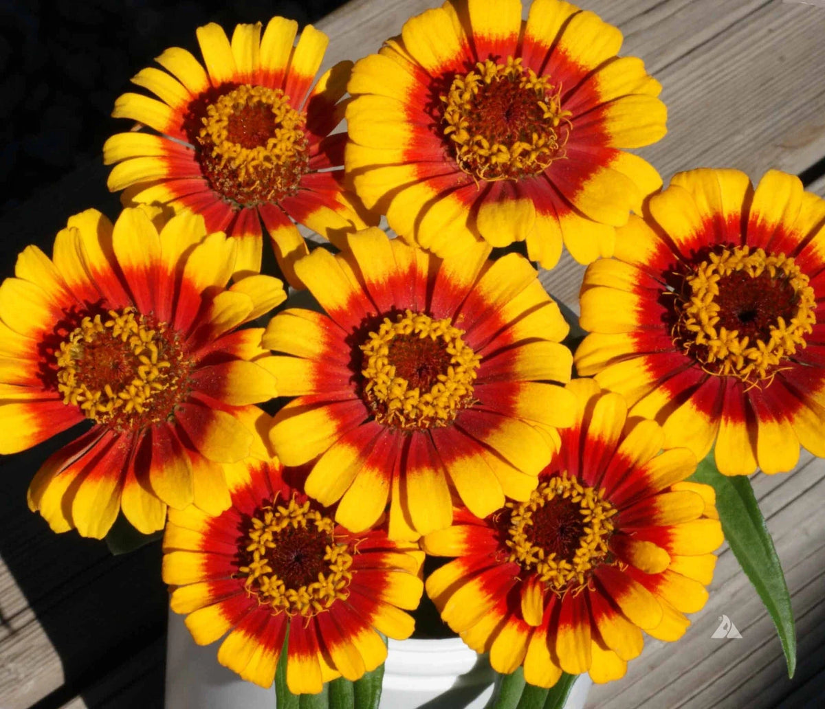 Sombrero Zinnia Seeds Pack - 100+ Seeds for Garden Planting - Colorful Annual Flowers - Zinnia elegans