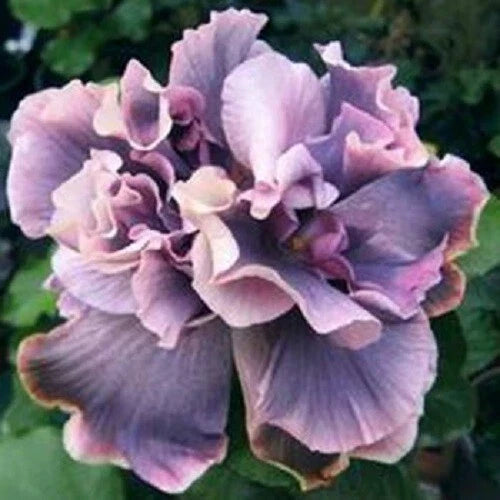Double Gray Purple Flower Seeds - 20 Perennial Bloom Seeds - Perfect for Gardens - Flower Variety 496