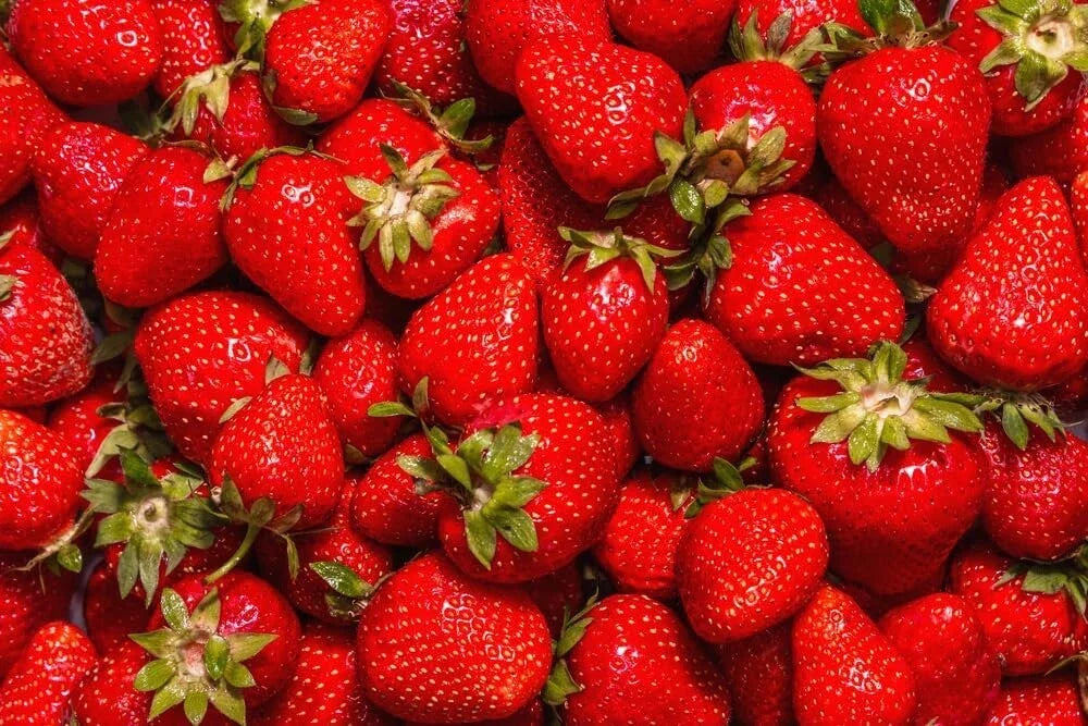 Jewel Strawberry Plants Bare Root - Everbearing, High-Yield, Fragaria x ananassa