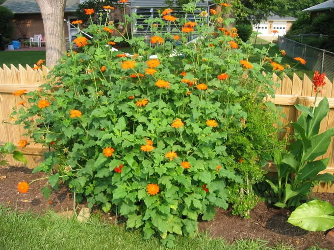 Mexican Sunflower Seeds - 101+ Count - Drought Tolerant Summer Flowers for Garden and Containers - Tithonia rotundifolia