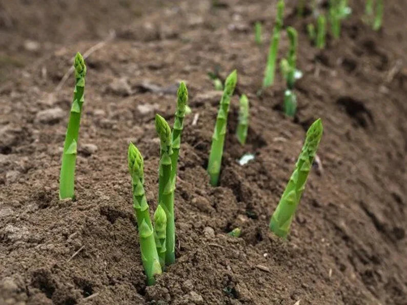 Mary Washington Asparagus Seeds - 100 Organic Seeds - USA Grown - Heirloom Variety - Asparagus officinalis