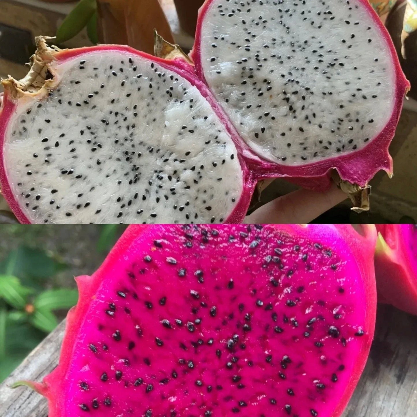 Dragon Fruit Seeds - 100 White & 100 Red Pitaya Seeds - Hylocereus Undatus Cactus for Planting