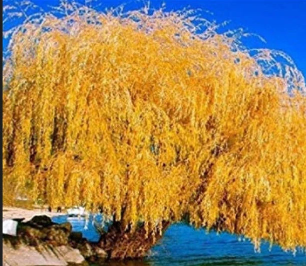 Golden Weeping Willow Cutting - Live Plant Propagation - Salix babylonica