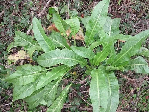 Curly Dock Live Plant - Yellow Dock - Organically Grown Rumex crispus - Edible Perennial Herb for Gardens