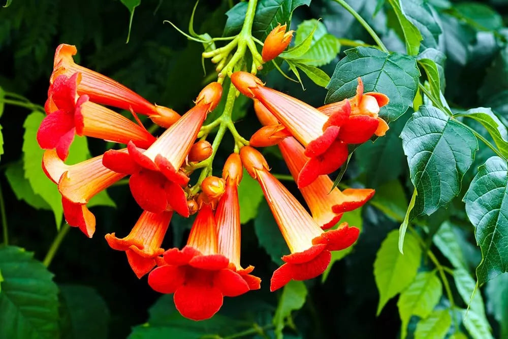 Rare Red Hummingbird Vine Seeds - 25 Non-GMO Seeds - Red Trumpet Bush - Distictively Attractive, Fast-Growing (Campsis radicans)