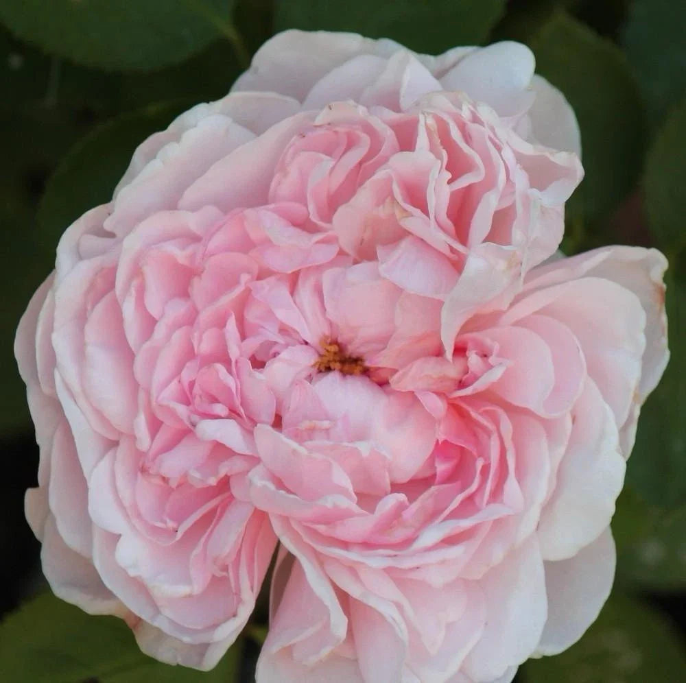 Climbing Rose Cuttings - 3 Fresh 6” Unrooted Cuttings - Auswith Variety - Rosa Climbing