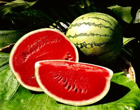 Crimson Sweet Watermelon Seeds - 25+ Non-GMO Heirloom Garden Seeds - Citrullus lanatus