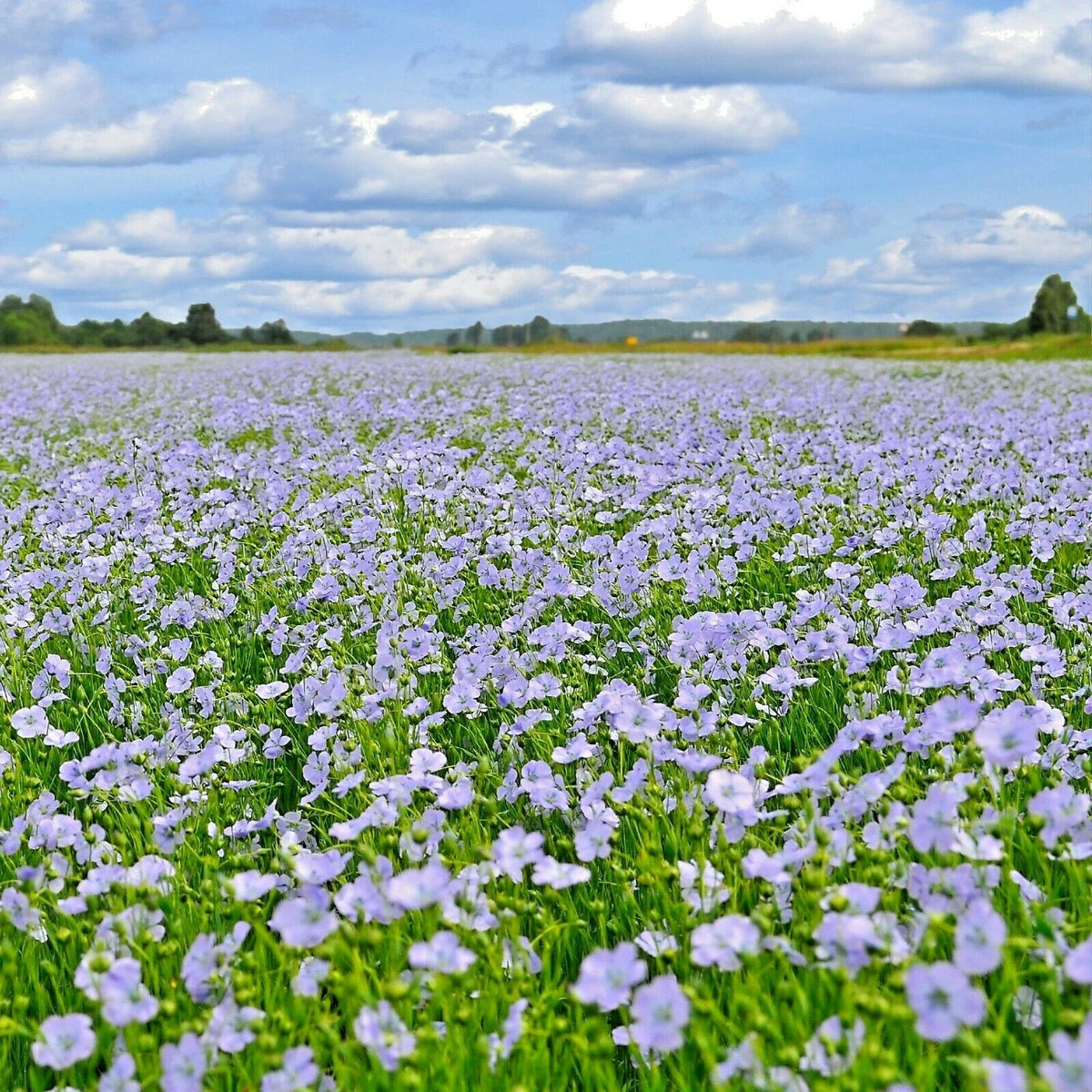 Blue Flax Seeds - 1000+ Count - Native Wildflower Perennial - Linum perenne - Drought Tolerant Summer Garden Planting