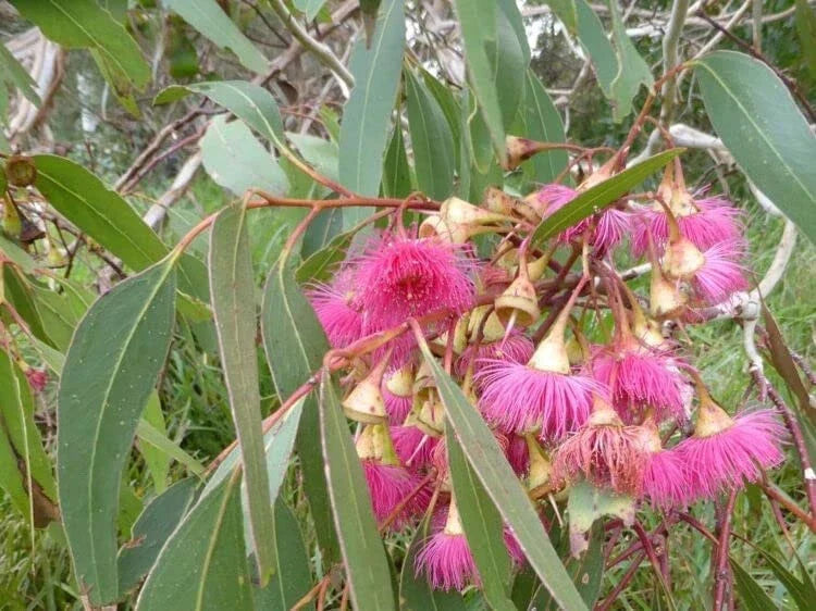 Large Fruited Gum Seeds (30 Seeds) - Eucalyptus leucoxylon - Australian Native Tree Seeds for Planting