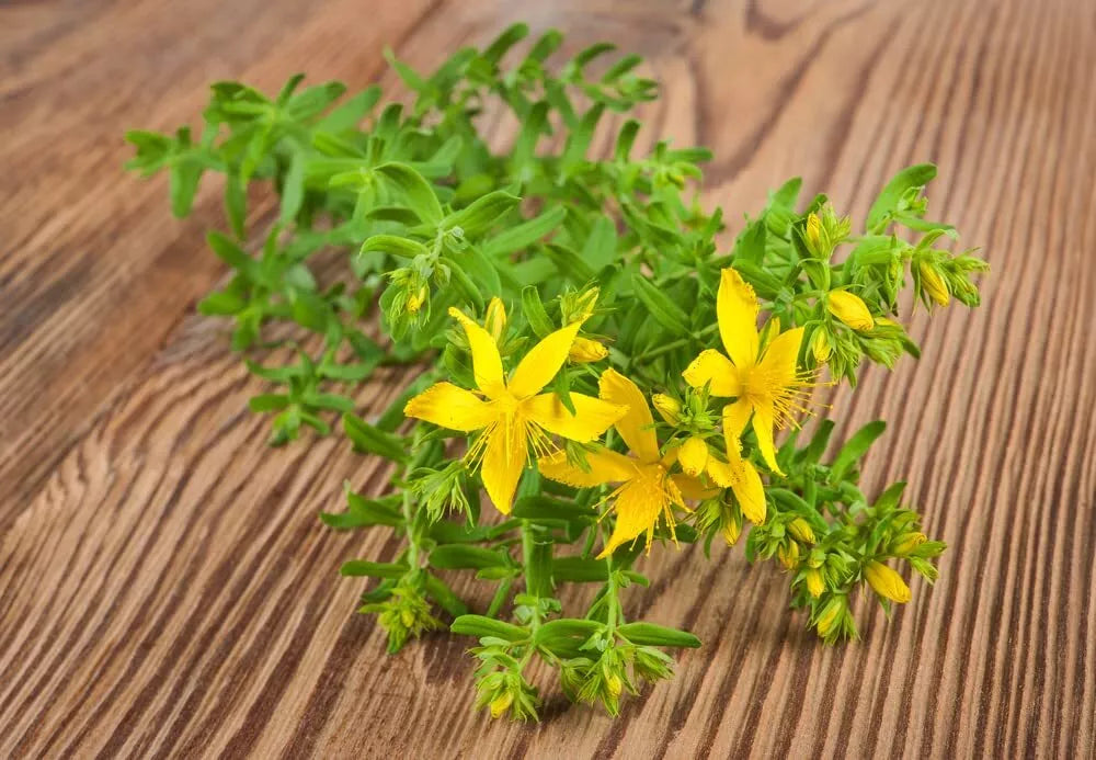 St John Wort Herb Seeds 500 Seeds Hypericum perforatum Medicinal Plant for Planting